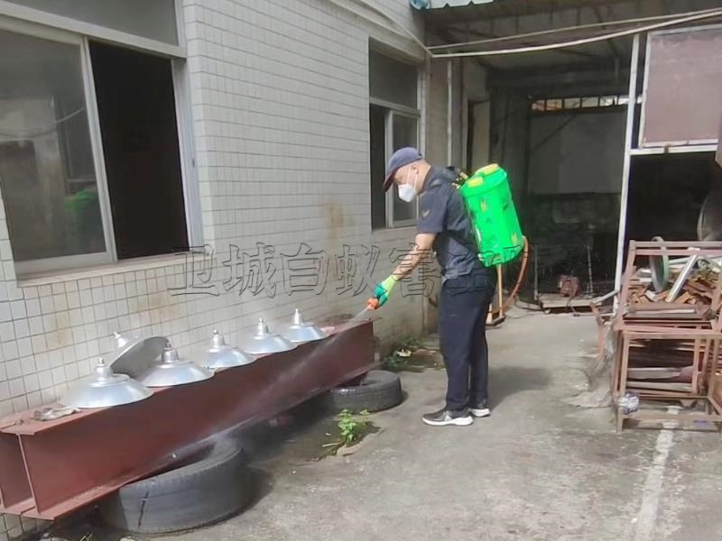 惠城桥东杀臭虫公司,桥西灭臭虫,灭跳蚤,灭猫蚤,灭狗蚤