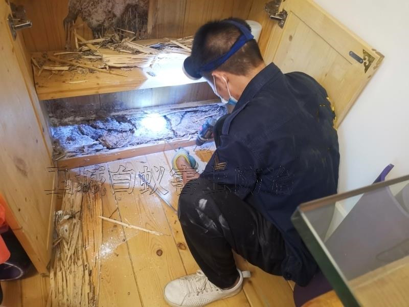 增城区当地白蚁防治中心电话-广州增城白蚂蚁防治站热线