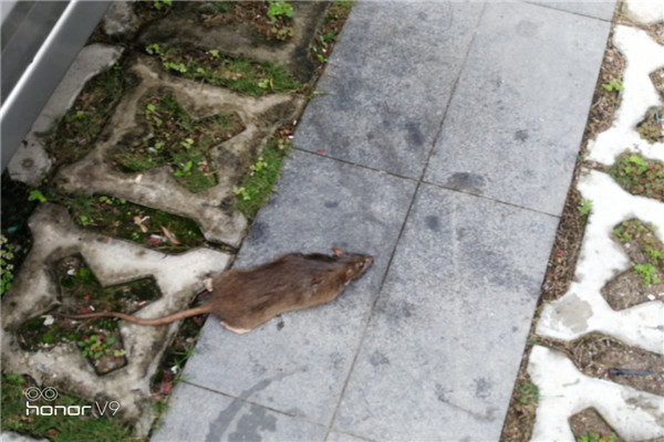 老鼠繁殖能力和生活习性,惠州灭鼠公司,惠州老鼠防治