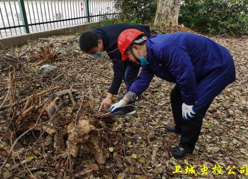 惠城马安白蚁防治_白蚁对农林作物的危害及树木危害