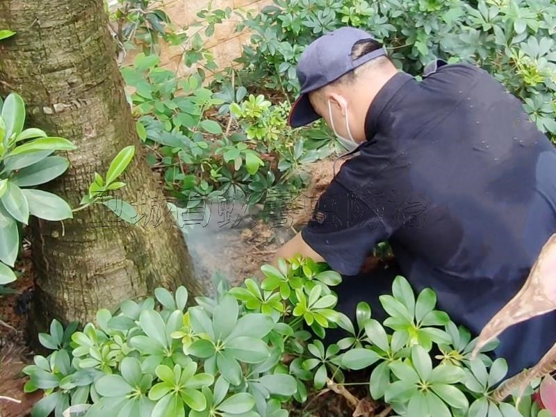 永湖白蚁防治中心,良井消杀白蚁,平潭灭白蚁机构效果十分显著