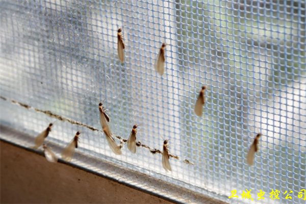 惠州良井白蚁防治_白蚁分飞期发现会飞的大水蚁切勿乱喷酒杀虫剂